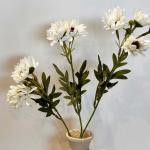 ديزي غصن ورد سكري وودي