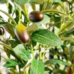 شجرة زيتون 1.80 سم وودي