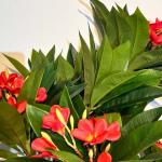 بلوميريا شجرة ديكور 150 سم وودي