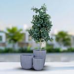 مركن أشجار مخطط كبير رمادي وودي