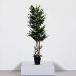 شجرة الزيتون