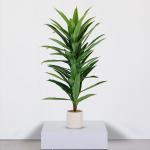 شجر درسينا 160 سم وودي