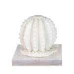 تحفة الصبار الابيض وودي