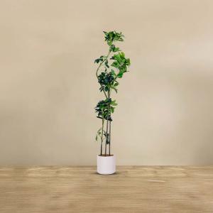 شجر شفليرا 135سم وودي