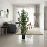 شجرة درسينا وودي